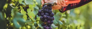 Bodegas y enoturismo cardioprotección vendimia